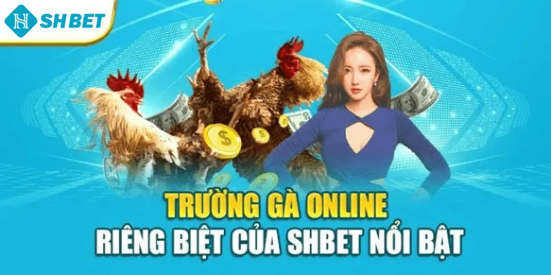 Trường gà online riêng biệt của SHBET nổi bật