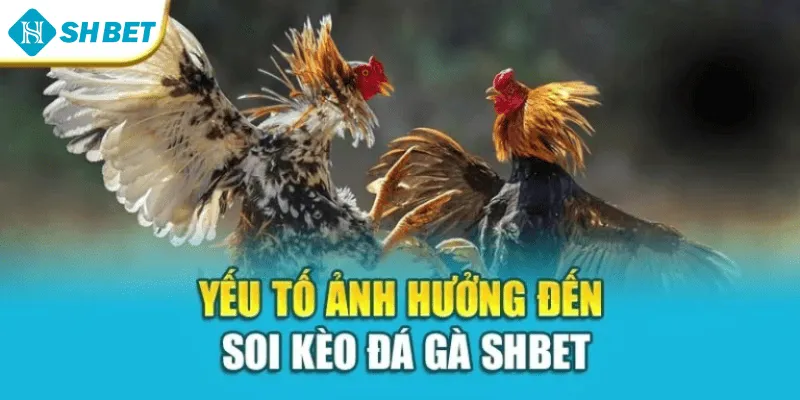 Yếu tố ảnh hưởng đến soi kèo đá gà SHBET